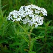 Yarrow with osteoarthritis